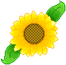 Sunflower by Bulldoggenliebchen