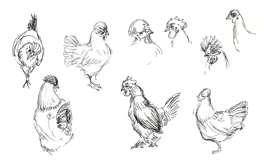 Chicken Drawing Ref chicken sketches by tanjahass on DeviantArt