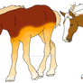 fehire foal for Sannengoat