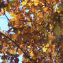 Autumn Canopy