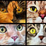 Cat Eye Collage