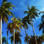 Swaying Coconut Trees