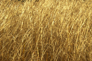real texture _golden grass 03