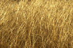 real texture _golden grass 03 by Aimelle-Stock