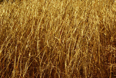 golden grass 01