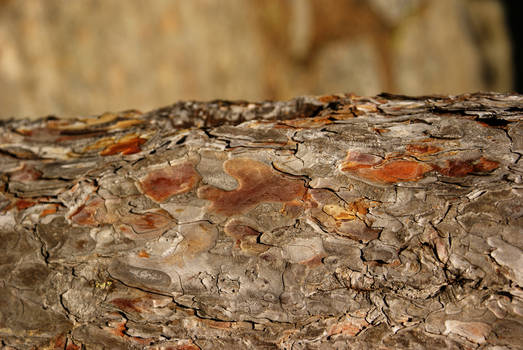 bark texture _my favorite one