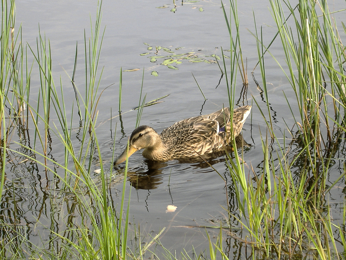 Animal_ducks_02