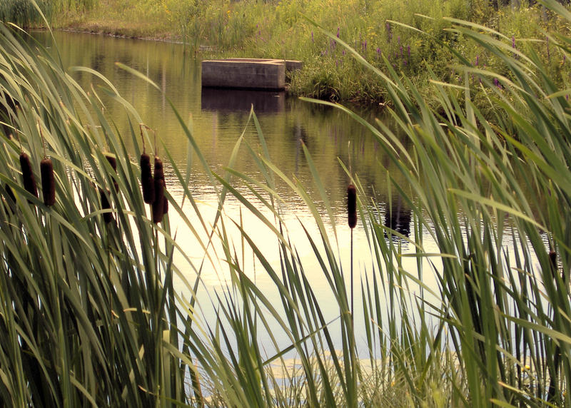 waterscape_the pond