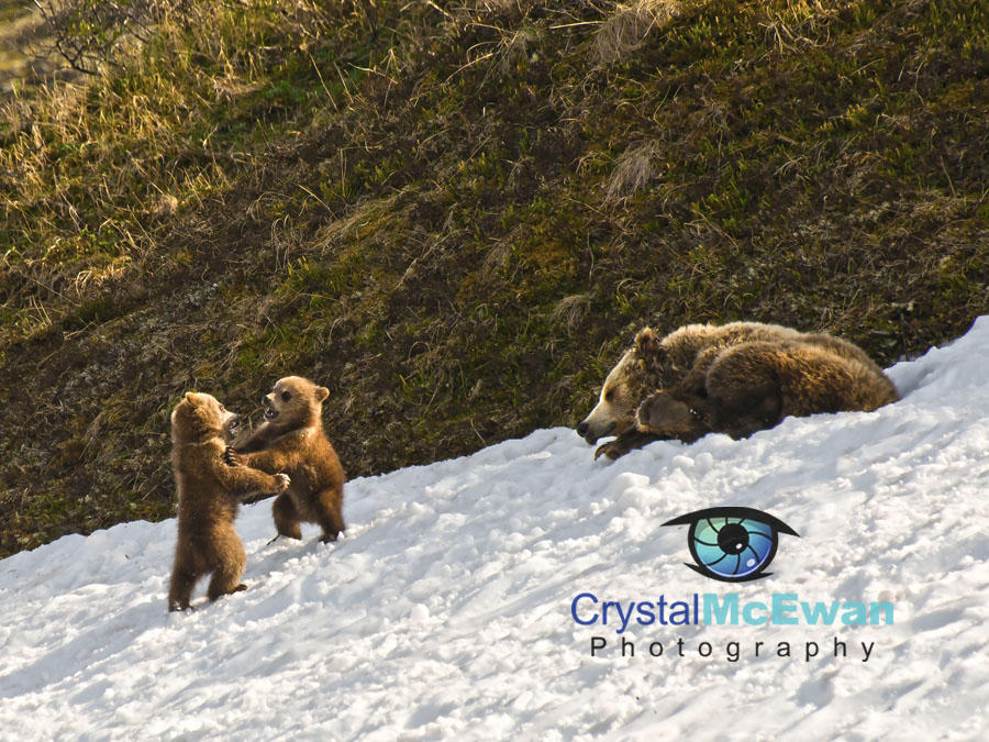 Grizzly Cubs Playing