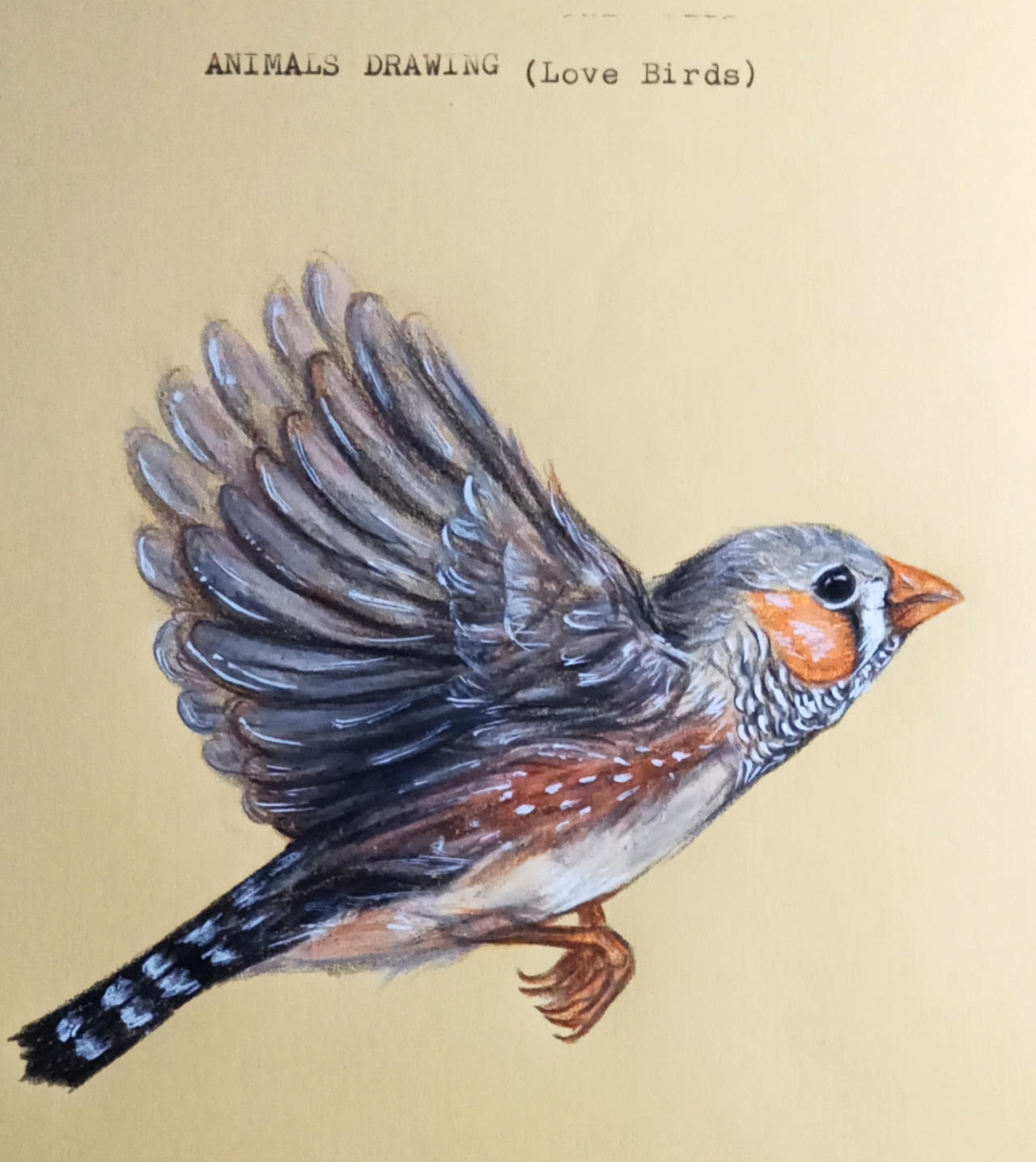 Birds Deviantart Bird by MoonBlueXx on DeviantArt