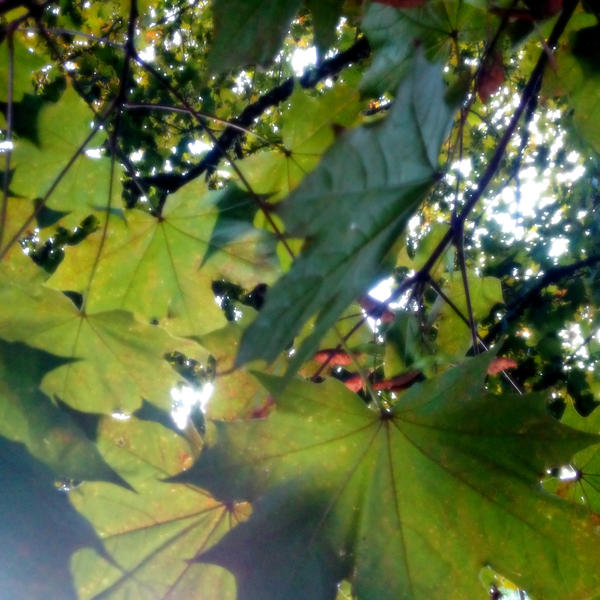 Maple Leaves in August