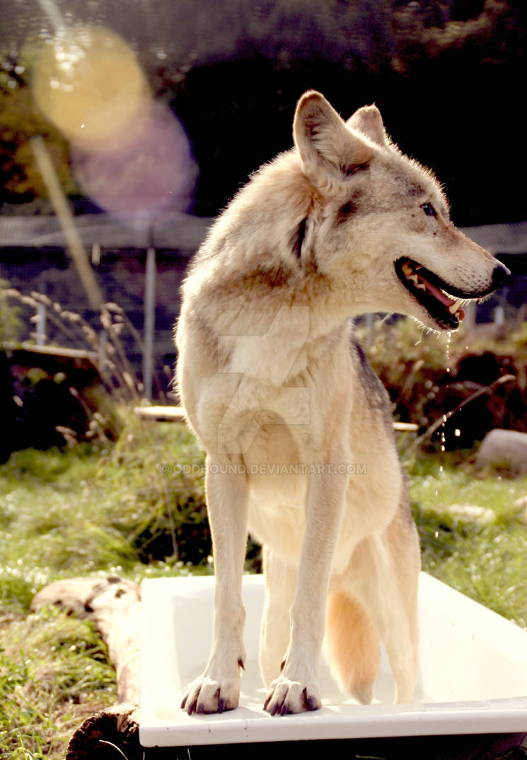 Wolves Bath Wolf Bath by oddhound on DeviantArt