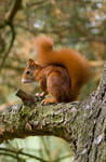 Angry Squirrel by RoterHesse