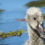 Small Grey Swan