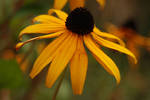 Black-Eyed Susan by photographerAndrew