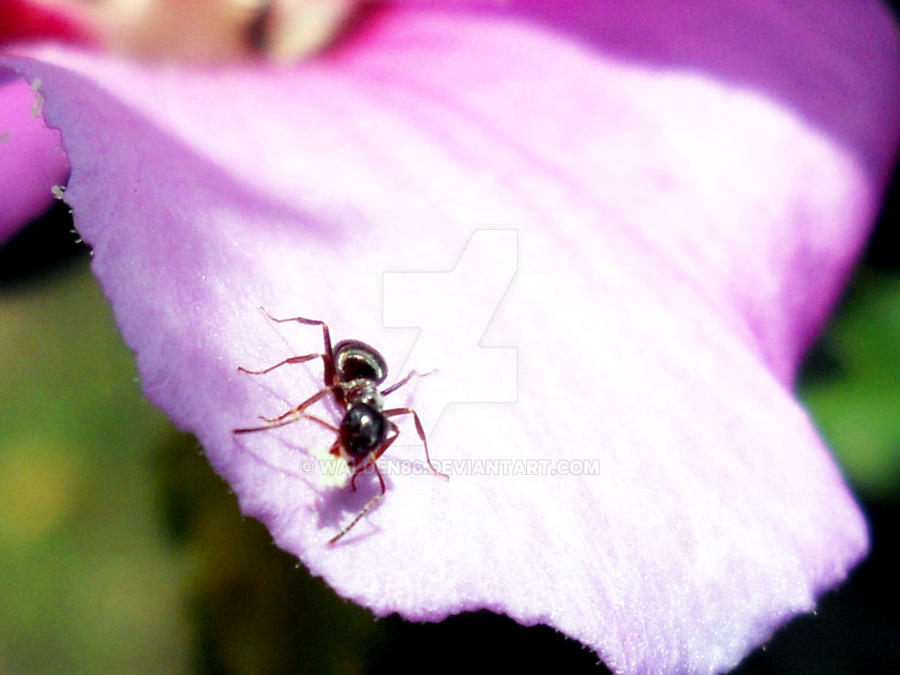 Ant Deviantart Ant by Walden86 on DeviantArt