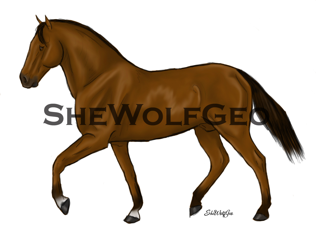 Bay Warmblood