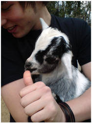 Goatmate.