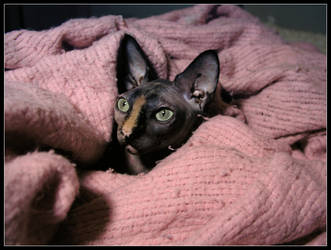 pink blanket