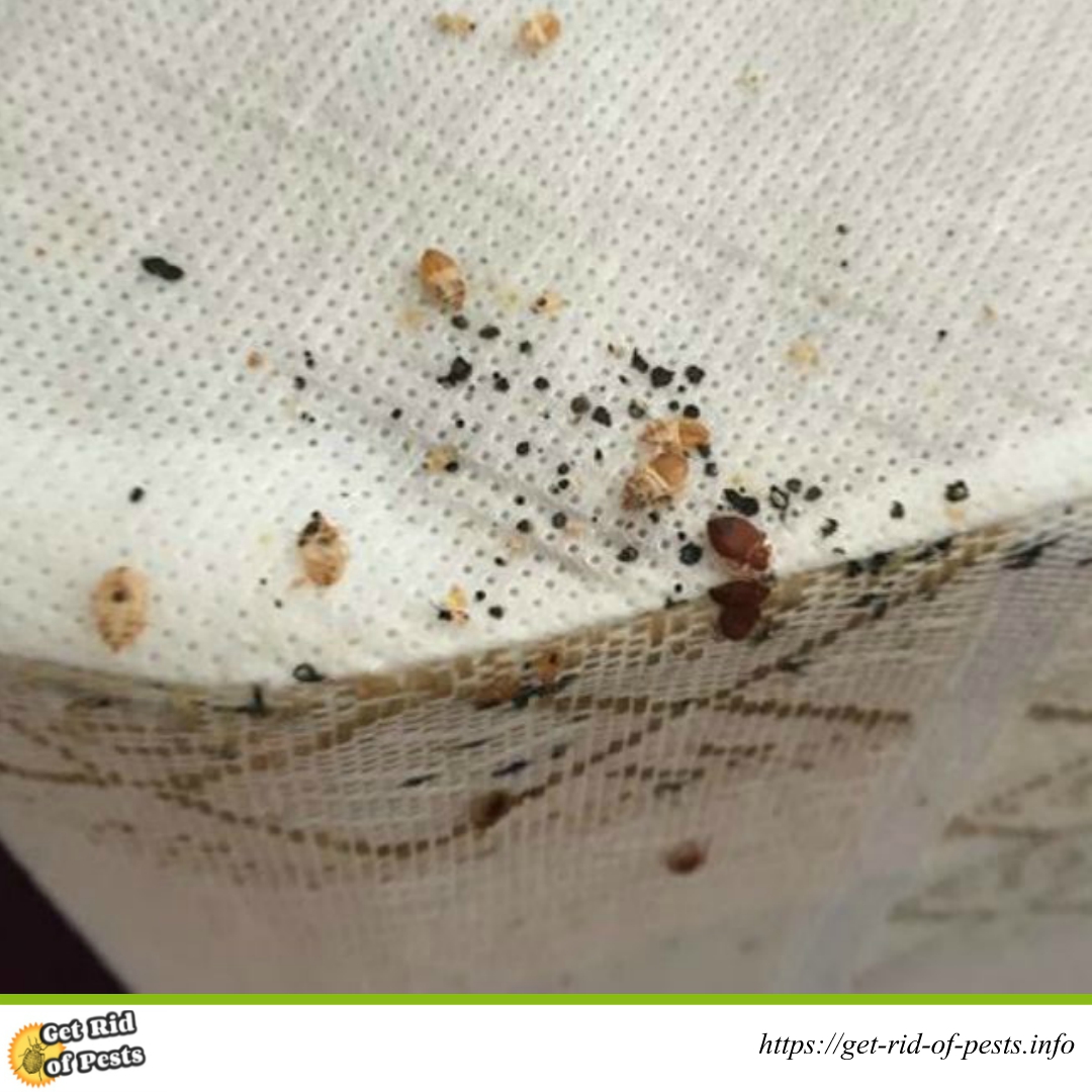 pic Bed Bugs Larvae Photos baby bed bugs bed bug larvae on almost