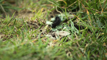 Caterpillar on a leaf