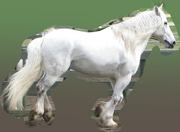 Cantering Draft Horse
