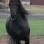 Arabo Friesian Stock 1