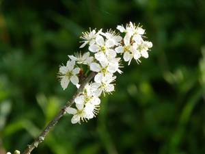 Spring flower