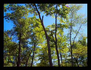 Glowing Trees