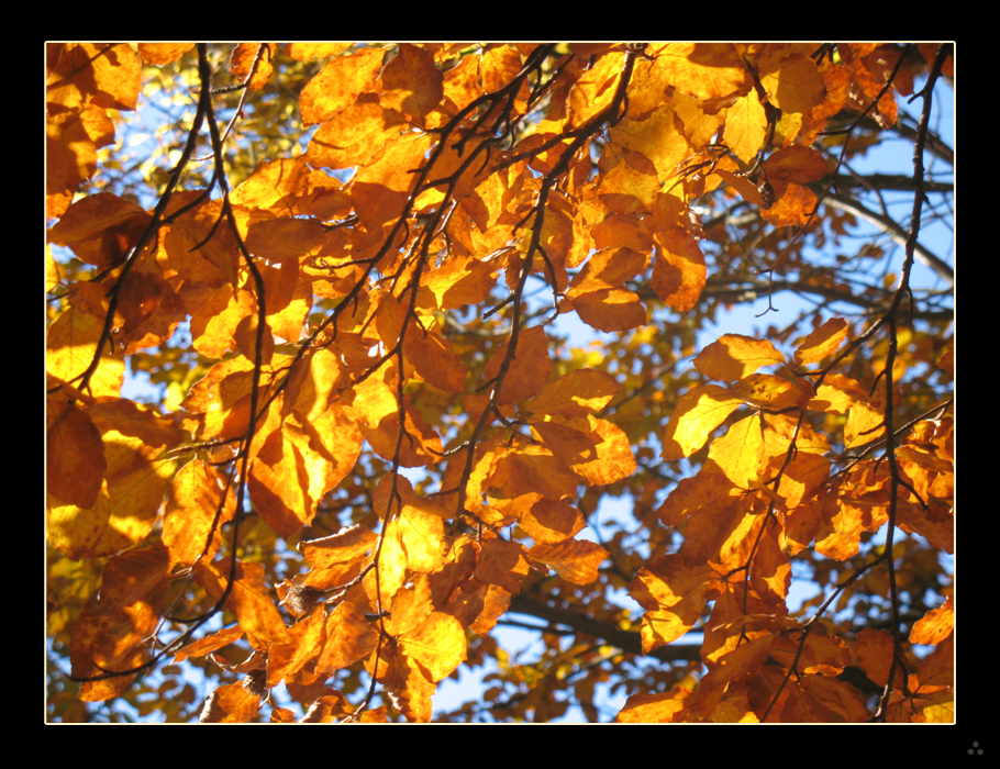 autumn_1