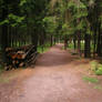 Pine Forest