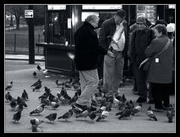 Parisian pigeons