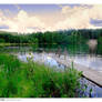 Lake in Enchanted Forest