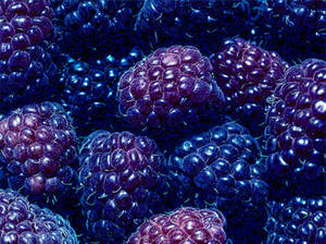 Blackberries