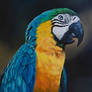 Ara Arauna, blue-and-yellow macaw