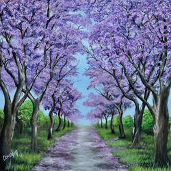 Jacaranda Trees