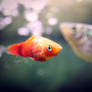 Red Platy