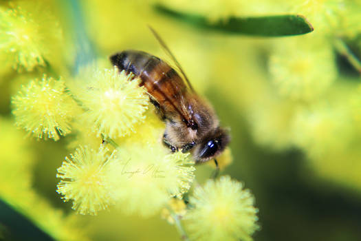 Bee in Wattle