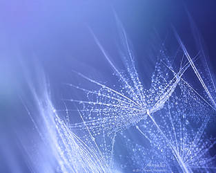 Delicate by GinAngieLa