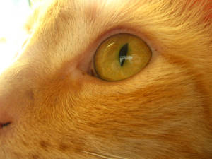 eye of the cat