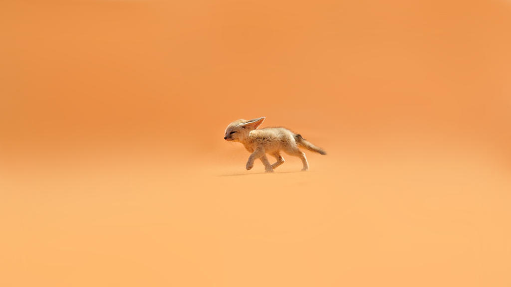 Wallpaper Fennec morocco Resize 2560x1440