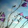 Purple Flowers, Blue Sky