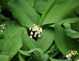 Nature's Bells