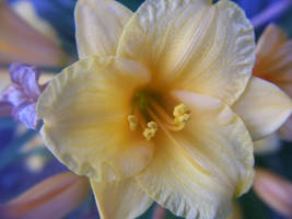 orange flower