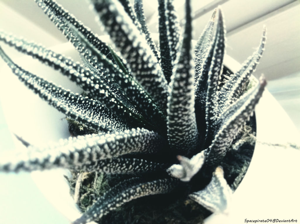 Window Buddy by spacepirate04 on DeviantArt