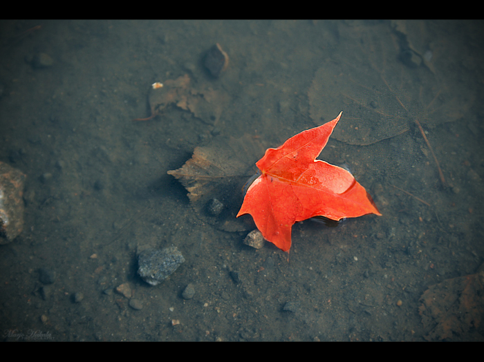 Lonely red drop.