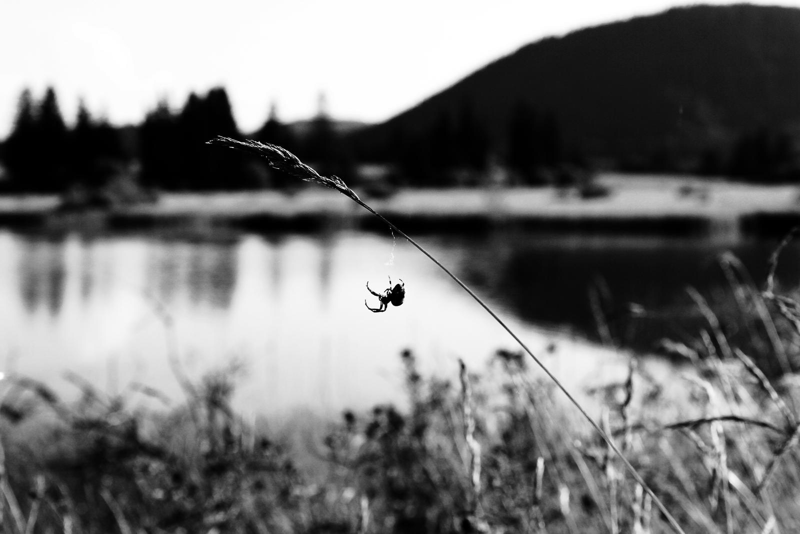 Spider, Lake and Volcano