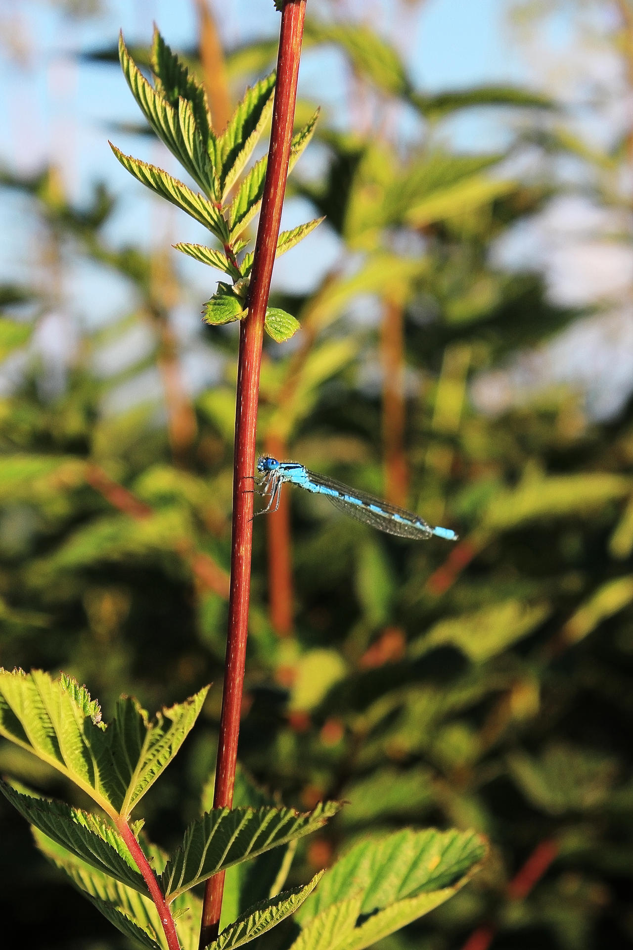 Dragonfly