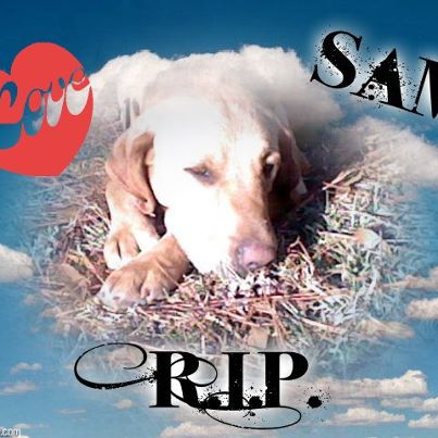 R.I.P Sam