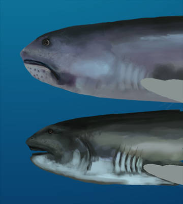 .: Megamouth Shark Comparison :.